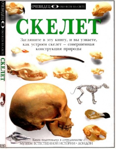 Скелет